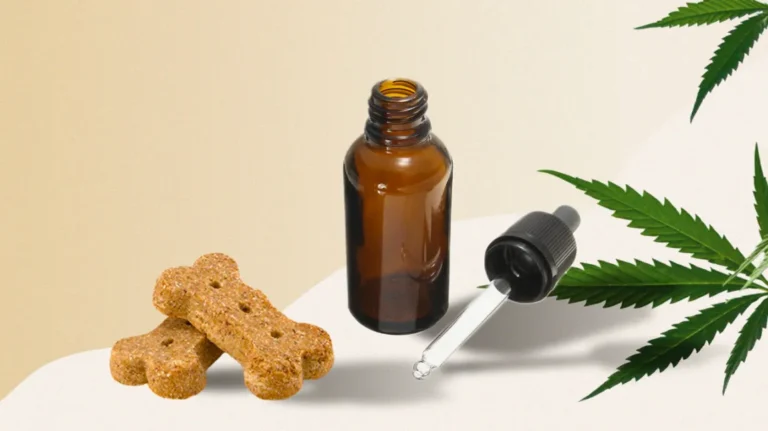 Is CBD Good for Dogs?
