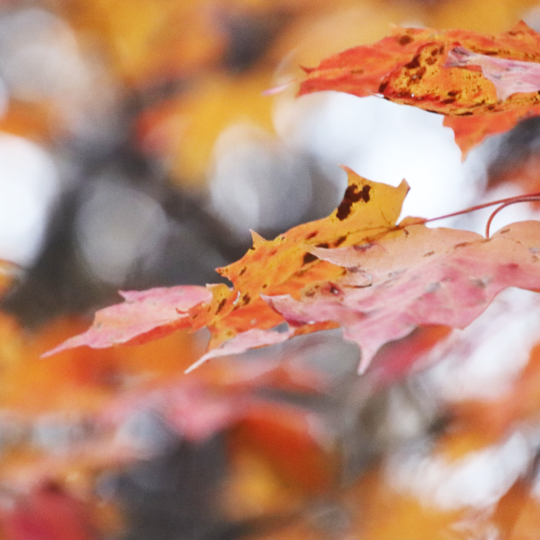 Elevate Your Autumn Wellness Routine with Help from CBD American Shaman